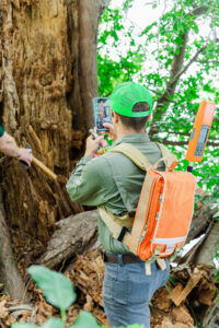 A certified arborist conducts a tree risk assessment