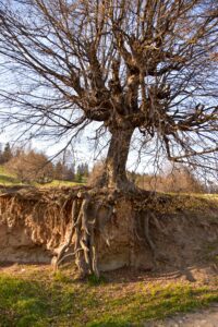 a tree's exposed roots help control erosion